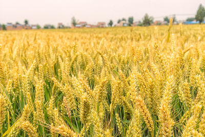 Scenic view of wheat field