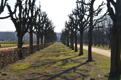 Empty pathway along trees