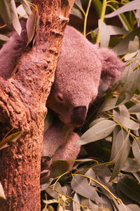 Close-up of lizard on tree