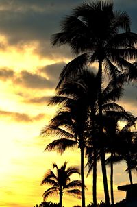 Low angle view of palm trees against sky