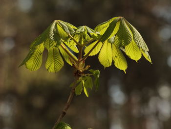 Close-up of plant