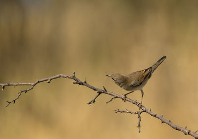 Close-up of bird perching on barbed wire