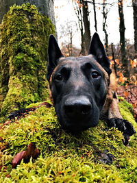 Malinois im wald 