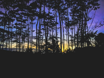 Low angle view of silhouette trees in forest against sky