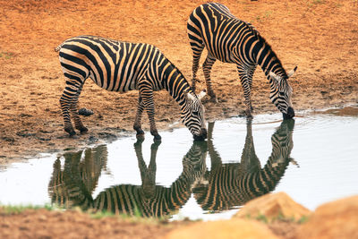 A herd of zebras at a watering hole at tsavo east national park in kenya