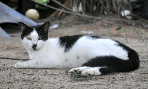 Close-up portrait of cat sitting outdoors