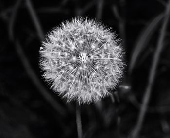 Close-up of dandelion flower