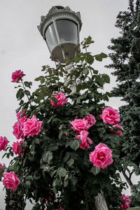 Close-up of pink flowers