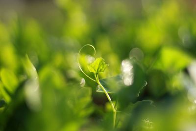 Plant growing outdoors