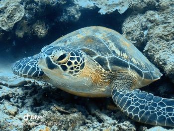 Close-up of turtle in sea