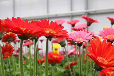 Side view of multiple colorful gerbera's flowering.