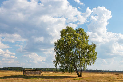 Tree on field against sky