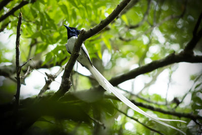 Low angle view of bird on branch