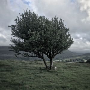 Tree in field against cloudy sky