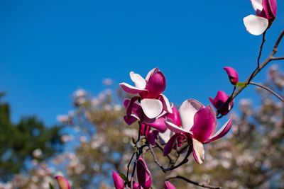 Low angle view of pink cherry blossom against sky