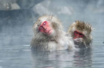 Monkeys in lake