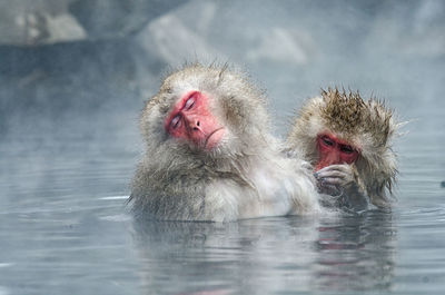 Monkeys in a lake