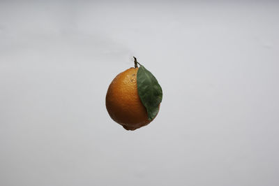Close-up of orange fruit against white background