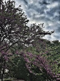 Low angle view of cherry blossom against sky