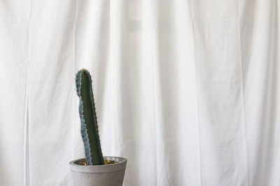 Close-up of plant against window at home