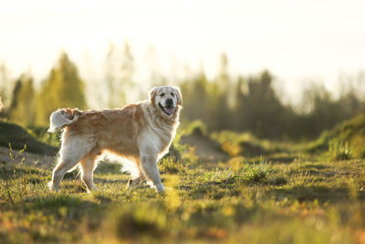 Dog standing in field