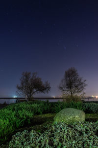 Trees and plants against star field