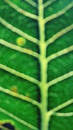 Full frame shot of green leaf