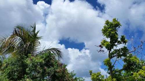 Low angle view of trees against cloudy sky