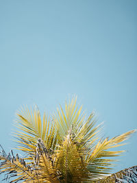 Low angle view of palm tree against clear sky