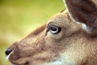 Close-up of deer looking away