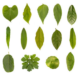 Digital composite image of leaves against white background