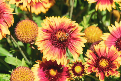 Close-up of pink flowering plants