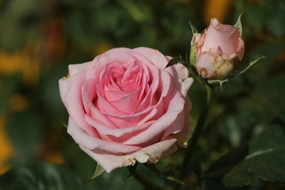 Close-up of pink rose