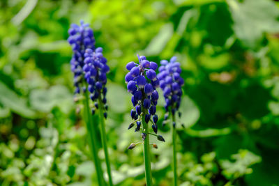 Close-up of purple flowering plant on field