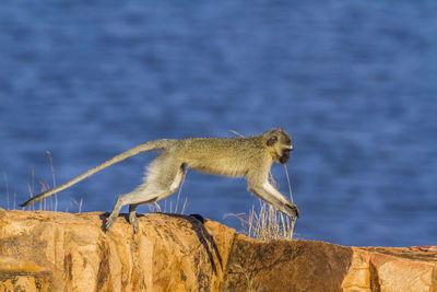 Side view of giraffe on rock against blue sky