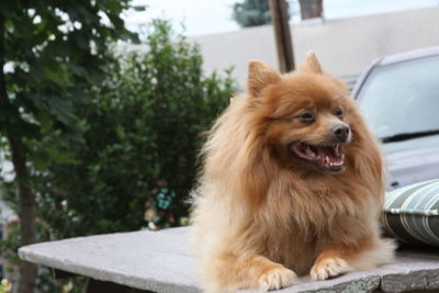 Dog looking away while sitting on tree