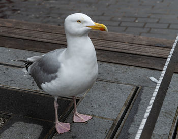 Close-up of seagull perching on wood