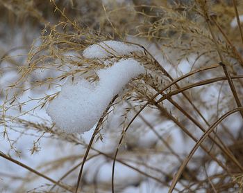 Close-up of snow on plants during winter