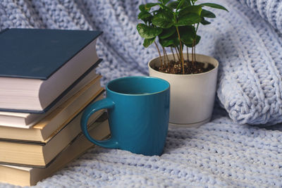 Potted plant on table at home