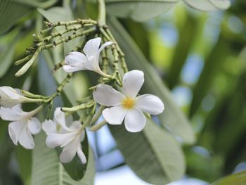 Close-up of white flowering plant