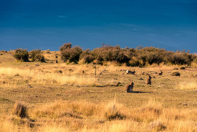 Mammals on field against blue sky