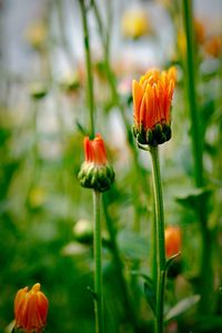 Close-up of orange flower