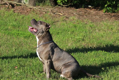 Close-up of a dog looking away on field