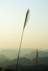 Close-up of stalks against sky at sunset