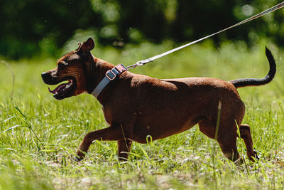 Staffordshire bull terrier running fast and chasing lure across green field at dog racing competion