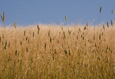 Scenic view of field against cloudy sky