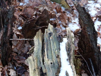 Close-up of tree during winter