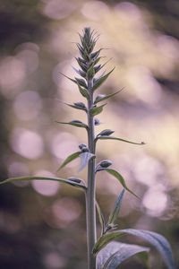 Close-up of plant growing outdoors