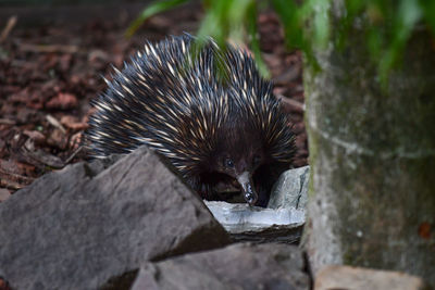 Close-up of an animal on rock