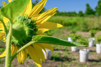 Sunflower looking over farm field